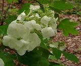 Oakleaf hydrangea