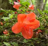 R. 'Mount Seven Star'