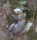 Lynn's squirrel
