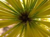 Pinus thunbergi 'Aocha Matsu'