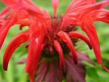 Monarda didyma (Bee-balm)
