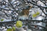 Fieldfare (Björktrast) feasting on winter apple