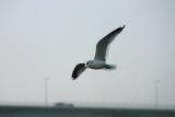 Gull and Västerbron