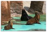 Seals