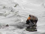 I weep for you, the walrus said, I deeply sympathize.