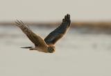 121 Northern Harrier in Flight