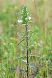 Mediterranean Linseed (Bellardia trixago)