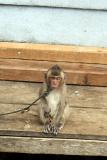 018 - Unimpressed looking monkey