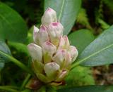 R. maximum in bud