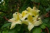 R. arborescens hybrid