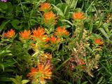 Castilleja coccinea (Indian Paint Brush)
MP 437.1 S