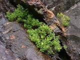 Hypericum buckleyi (St. John's Wort)
MP 424.2 N