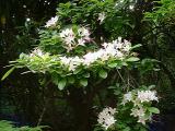 R. arborescens
MP 413.9 N