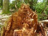 rotten stump