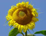 Gigantic Balgat sunflower