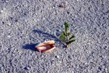 Sanibel_IMG_1777.jpg