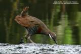 Barred Rail
Scientific name: Gallirallus torquatus
Habitat: Edges of wetlands, gardens and drier cogon grasslands.