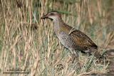 Buff-banded Rail
Scientific name - Gallirallus philippensis
Habitat - Marshes, ricefields and open grasslands.