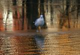 Gull on Gold