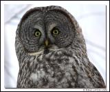 Chouette lapone / Great Gray Owl