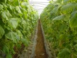 Al Ghor 13.01.2005 002.jpg