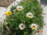 Hot Day 024.jpg