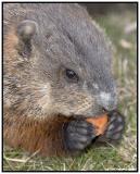 Charlie (Park Groundhog)