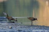 Barred Rail
Scientific name: Gallirallus torquatus
Habitat: Edges of wetlands, gardens and drier cogon grasslands.