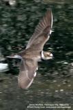 Little Ringed-Plover
Scientific name - Charadrius dubius
Habitat - Common, from ricefields to river beds.