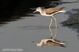 Common Greenshank
Scientific name - Tringa nebularia
Habitat - Ricefields to coastal mud and coral flats.