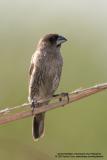 Scaly-Breasted Munia
Scientific name: Lonchura punctulata
Habitat: Ricefileds, grasslands, gardens and shrubs.