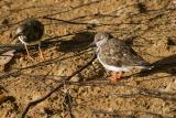 Ruddy Turnstone pair