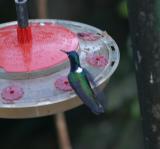 White-necked Jacobin