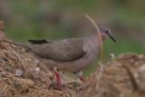 Eared Dove