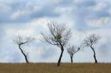 03 19 05 The Dance, Bastrop, TX