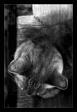 Chatte