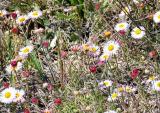 Daisy Patch (Wild Flowers)
