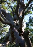 Angophora