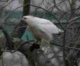 Red-tailed Hawk - Buteo jamaicensis