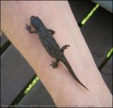 Triton alpestre (Triturus alpestris)