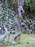 Bark art