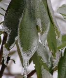 Rhododendron