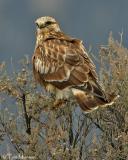 Rough-legged Hawk