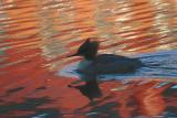Jan 15: Great merganser