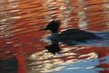 Great merganser