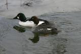 Golden eye