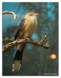Cuckoo