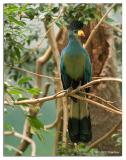Bird 27