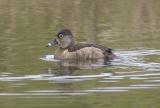 Ring-necked Duck (F, breeding)