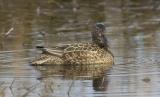Cinnamon Teal (F)